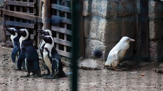 Nació un extraño pingüino albino en un zoológico de Polonia