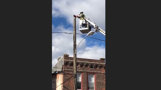 Lo suspenden por usar el equipo de trabajo para salvar a un gato