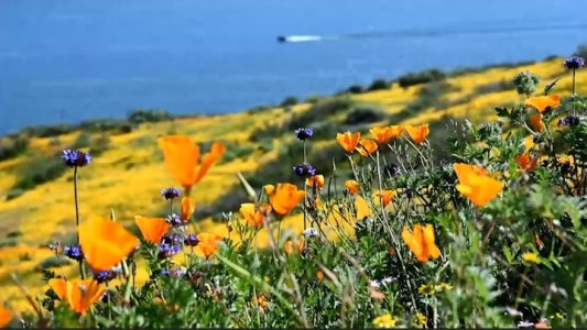 El fenómeno de la "súper floración" en California