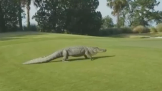 Una visita inesperada en el campo de golf