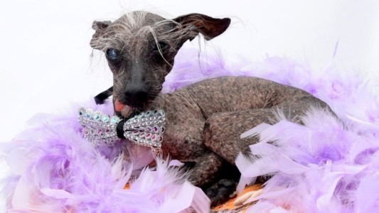 Murió Chase, el perro más feo del mundo