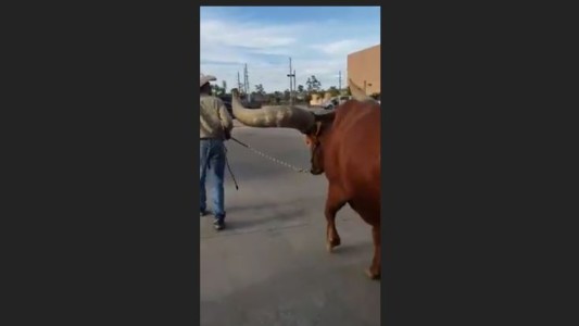 Fue de compras con su mascota, un buey