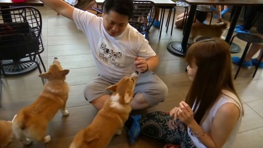 Un bar con perros causa sensación en Bangkok