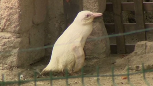 El extraño caso del pingüino blanco