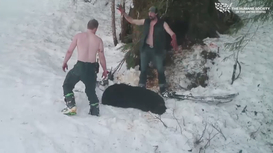 Padre e hijo matan a una osa que hibernaba con sus crías