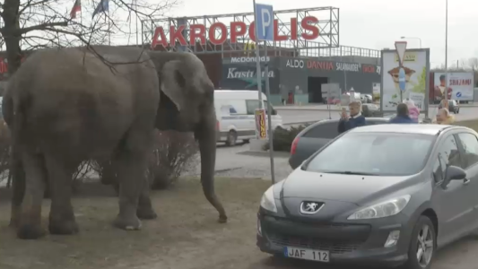 Un elefante en un shopping