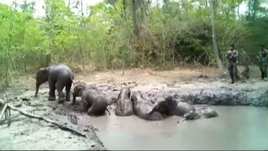 El momento del rescate de seis elefantes bebés