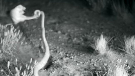 Video: la espectacular patada ninja de una rata para escapar de una serpiente