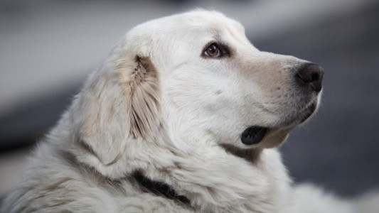 Zero, el perro que muriò en un tiroteo por salvar a sus dueños en Texas