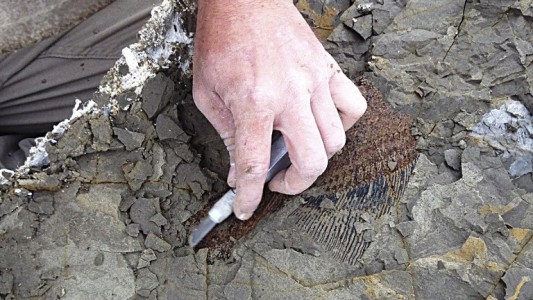 Hallaron fósiles del momento en que el asteroide impactó contra la Tierra: "Quedaron compactados en esa capa"