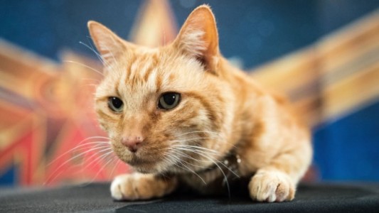 Un joven contrajo una grave enfermedad mental por el arañazo de un gato