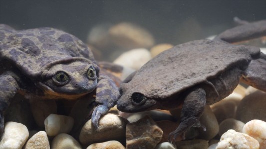 Romeo y Julieta, las dos últimas ranas de una especie en extinción