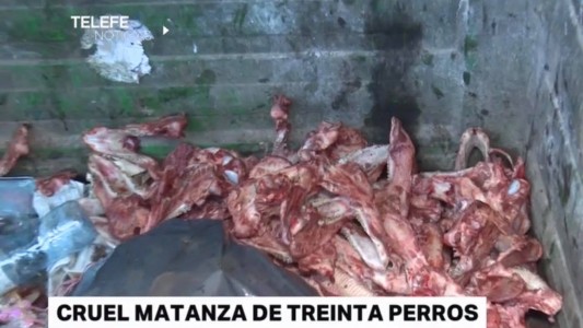 Denuncian atroz matanza de perros en Rosario