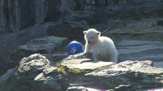 La osita polar del zoo de Berlín ya tiene nombre