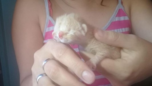Sorpresa en Misiones: nació una gata con dos caras