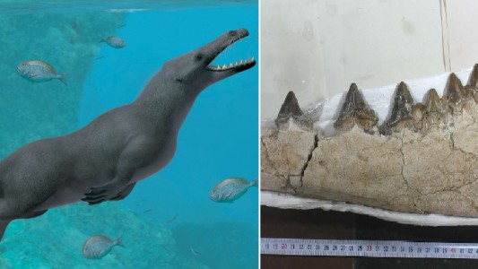 Descubren una ballena cuadrúpeda de hace 42 millones de años