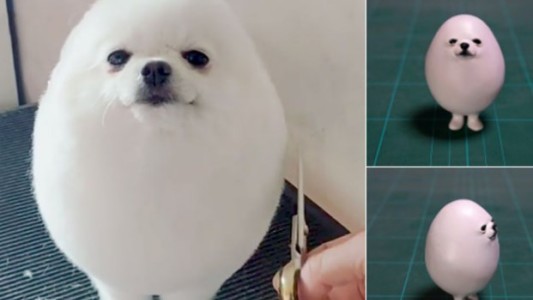 El perro que la rompe en las redes sociales porque parece un huevo