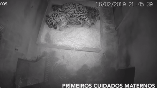 Nació el primer jaguar por inseminación artificial, pero se lo comió su madre