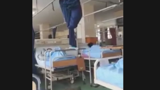 Los monos no le hacen asco a la comida de hospital