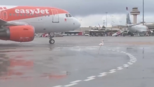 Vuelos cancelados por una visita insólita