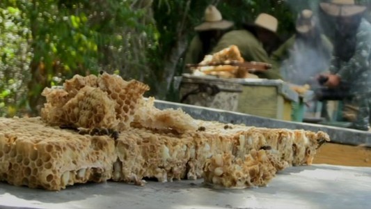 El paraíso de las abejas