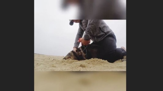 Dramático rescate de una foca herida