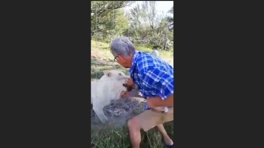 Ignoró las advertencias, acarició a una leona y terminó herido de gravedad