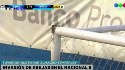 Invasión de abejas en medio de un partido de la Nacional B
