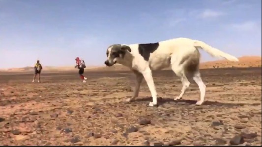 Cactus, el perro que cruzó del desierto de Sahara