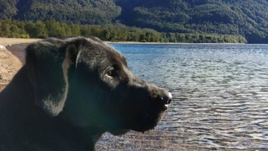 Traful, el perro que se hizo famoso en San Martín de los Andes por tomarse unas vacaciones
