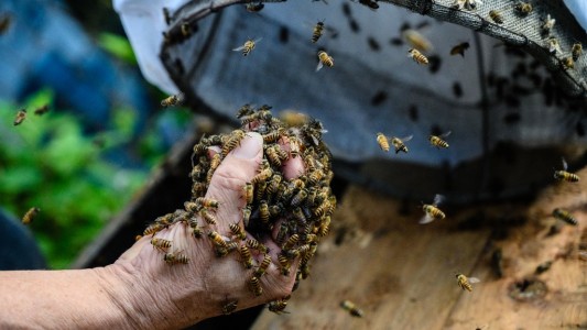 La historia del apicultor que retira la miel con las manos y sin protección