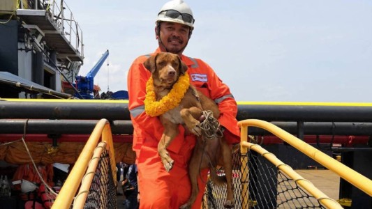 Misterio en Tailandia: rescataron a un perro en el mar a 220 kilómetros de la costa