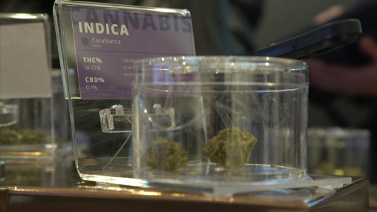 Mercado negro de marihuana sigue en Canadá pese a legalización