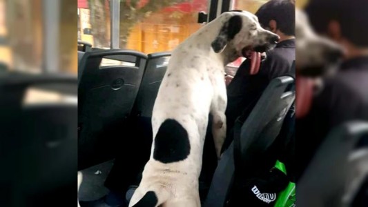 Lobo, el perro que se escapa cada día, pasea por el pueblo, viaja en colectivo y vuelve a dormir a la casa