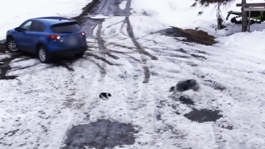Perro héroe: arriesgó su vida para salvar a un cachorro de ser atropellado por un auto