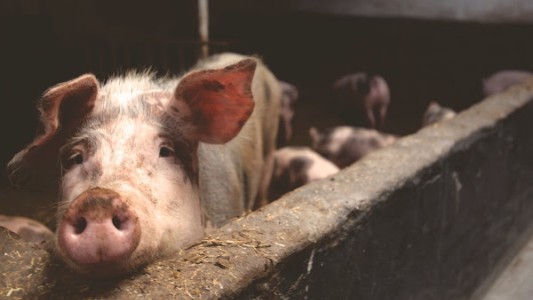 Lograron "revivir" un cerebro de chancho que llevaba 4 horas muerto