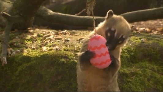 La pascua en el zoo de Londres