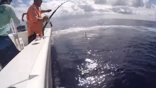 Video viral: capturaron de un monstruoso pez espada de 343 kilos