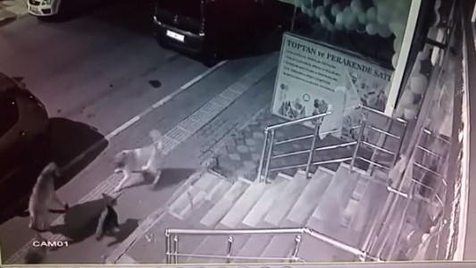 El gato más bravo de la cuadra