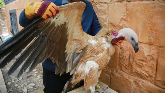 Atrapan a Nelson, un buitre acusado de espionaje