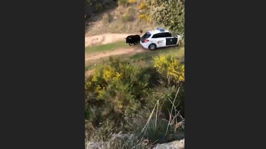 Toro enfurecido arremete contra un patrullero