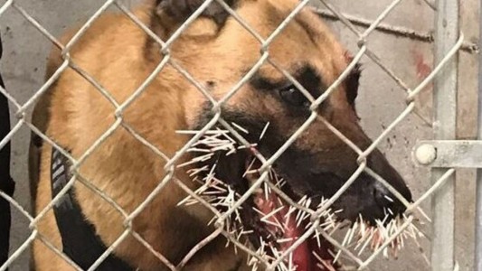El drama de Odín: así quedó un perro tras ser atacado por un puercoespín