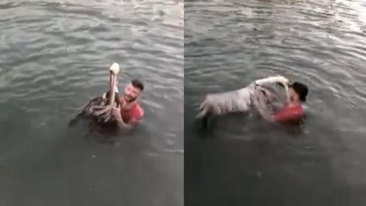 Condenado a prisión por acosar a un pelícano