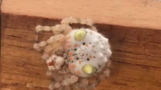 La curiosa araña australiana que parece una suculenta pieza de sushi