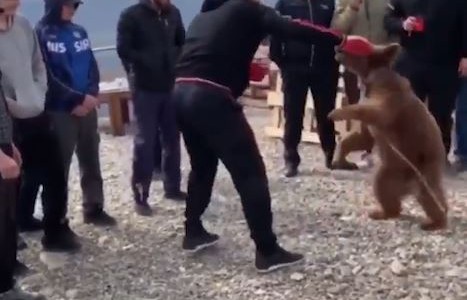 Vergonzoso: luchador profesional golpea a un oso encadenado