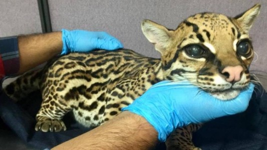 Le amputaron los colmillos a un leopardo bebé para tenerlo como mascota