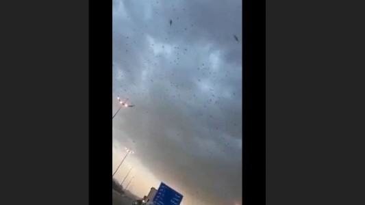 Millones de langostas invaden una ciudad de Arabia Saudita