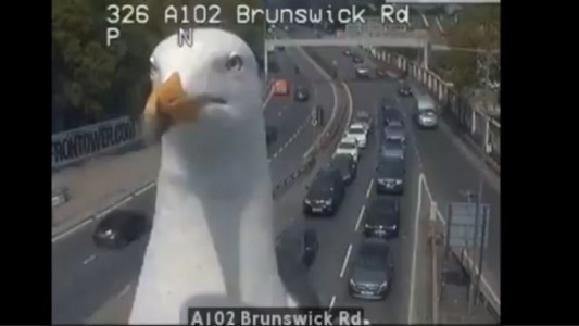 La gaviota que se hizo famosa por una cámara de tránsito
