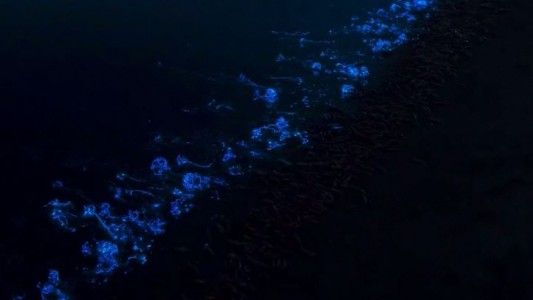 El calamar luciérnaga que ilumina el mar japonés