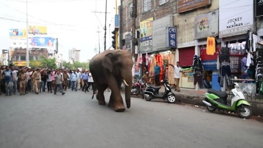 Un elefante suelto por las calles de India